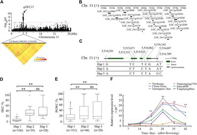 Genome-wide association mapping of quantitative trait loci for chalkiness-related traits in rice (Oryza sativa L.)
